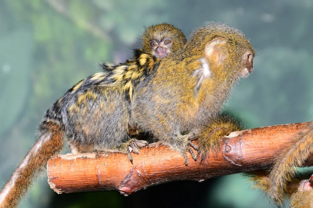 V olomoucké zoo je možno vidět mláďata nejmenších opic na světě, kosmanů zakrslých