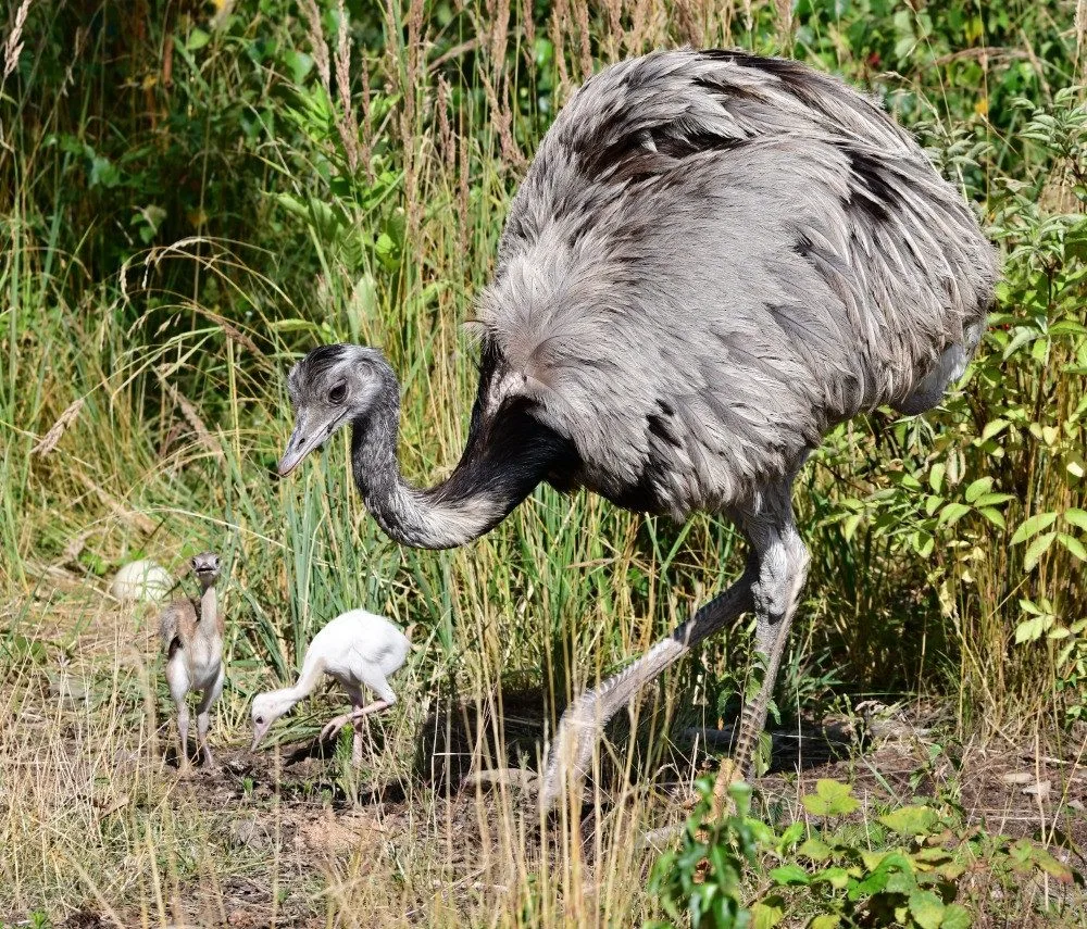 nandu (1)