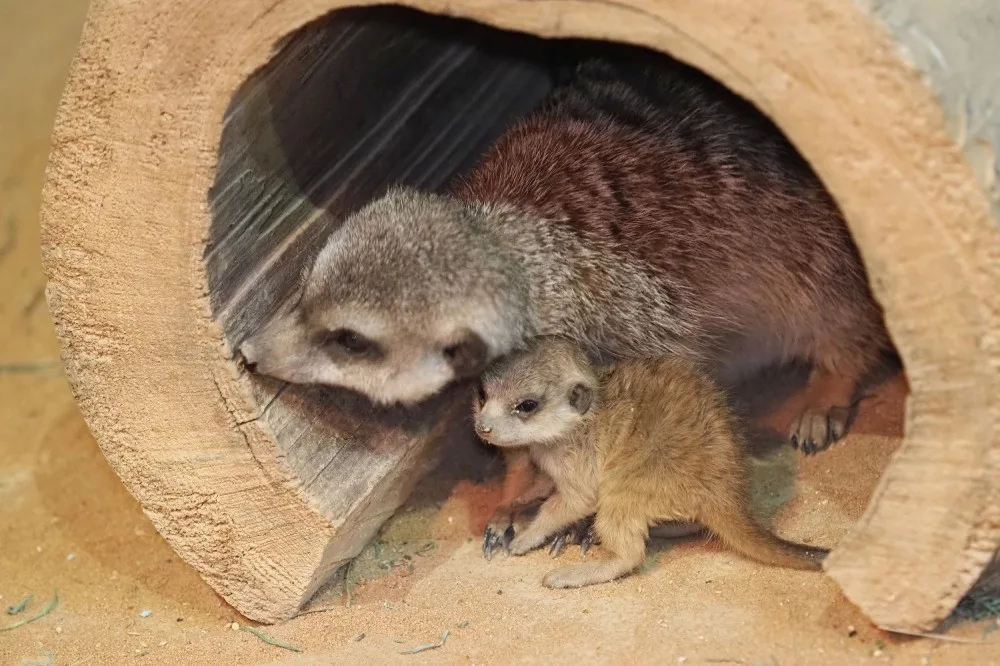 Olomoucká zoo odchovala od 70. let 20. století okolo stovky mláďat, letos v srpnu se narodila jedna samička