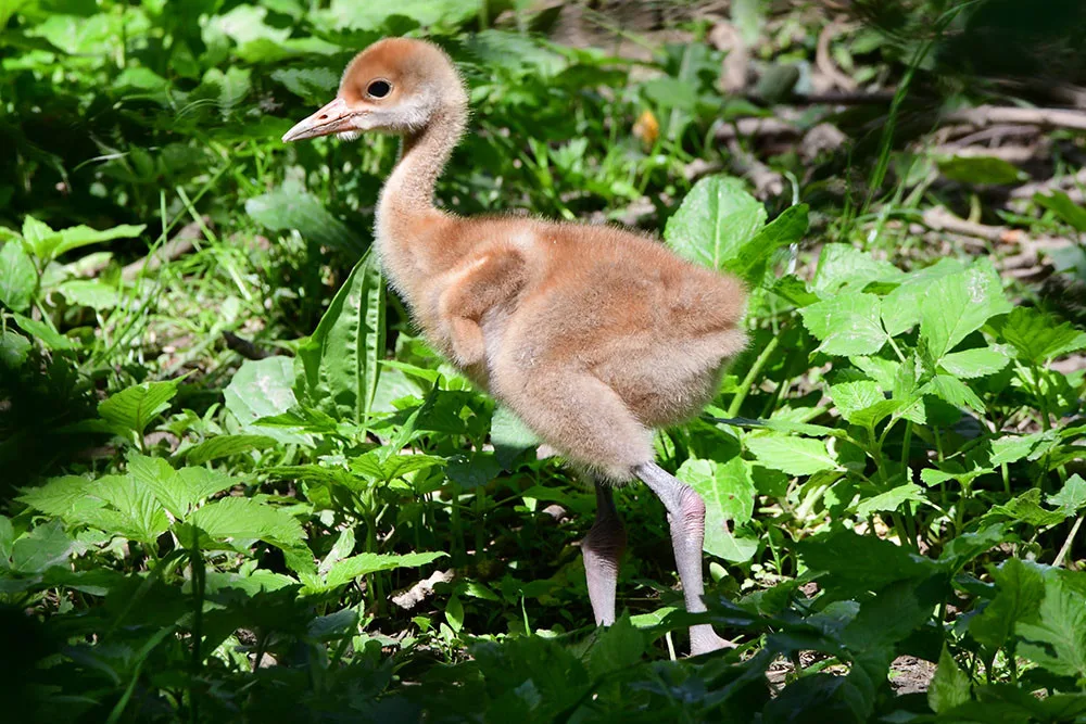 Ošetřovatelskému týmu olomoucké zoo se podařilo odchovat dvě mláďata jeřába mandžuského
