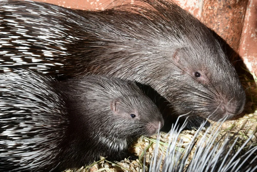 Olomoucká zoo přivítala mláďata dikobrazů. Narodilo se jich hned osm