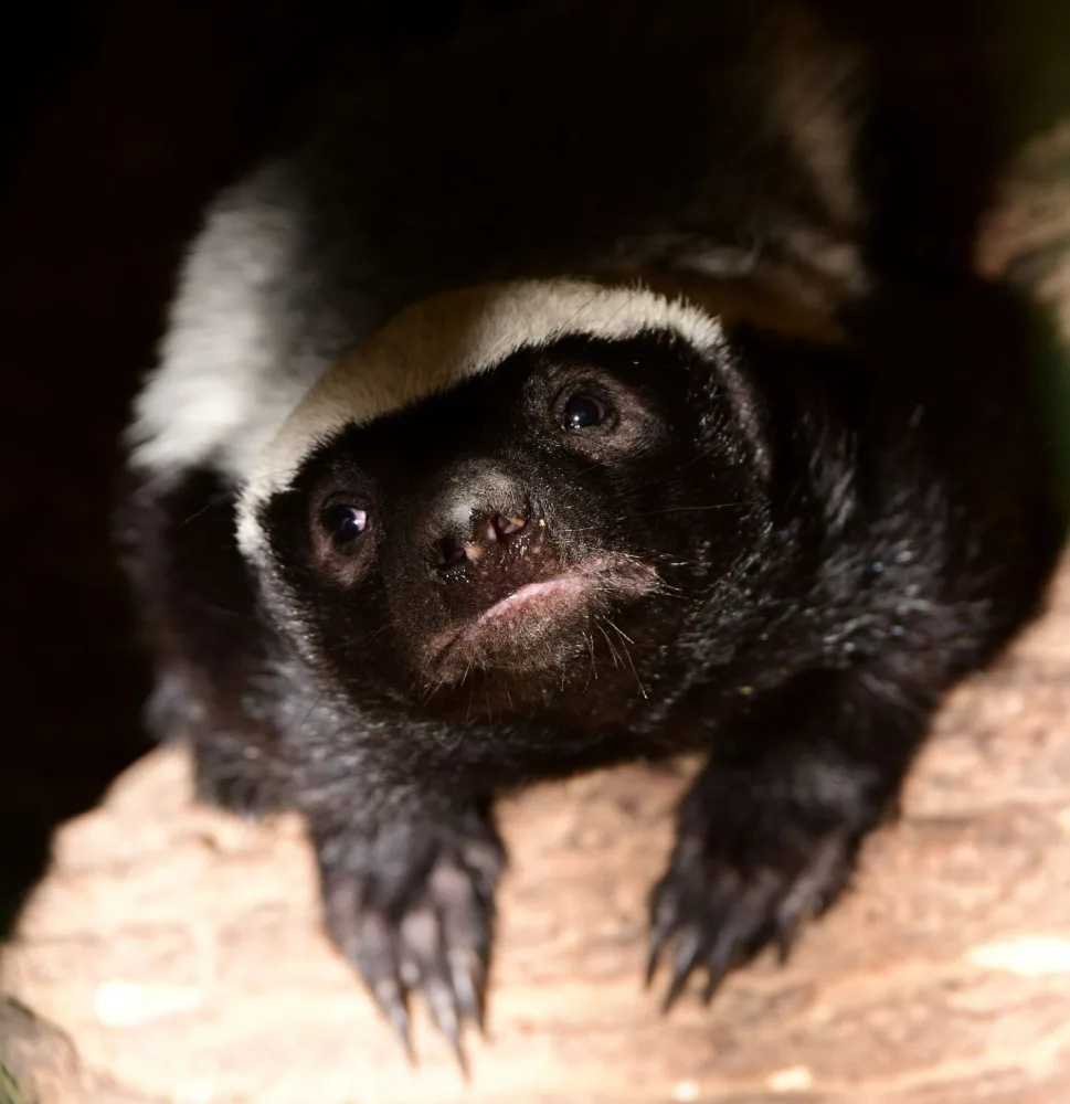 Po pěti měsících se v olomoucké zoo ukázalo mládě medojeda. Je to kluk