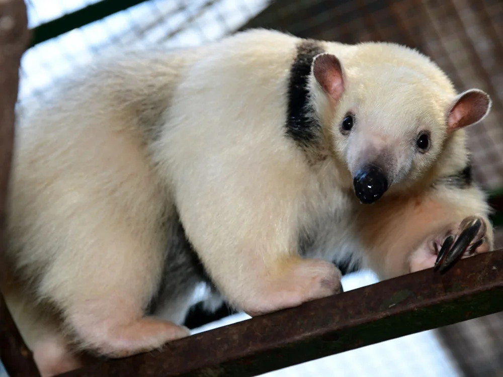 Samice mravenčíka Calamity z Frankfurtu nad Mohanem se zabydluje v olomoucké zoo