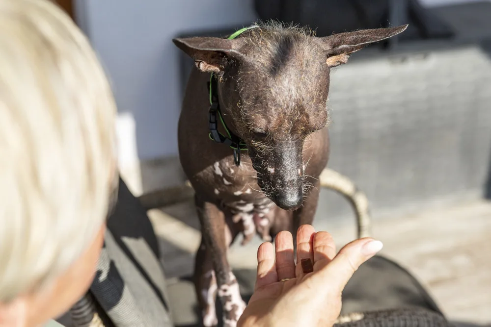 Jana Dohnalová ze Šternberku se věnuje canisterapii a felinoterapii. Za klienty jezdí s fenkami peruánského naháče, bernského salašnického psa a s kocourem Jonášem