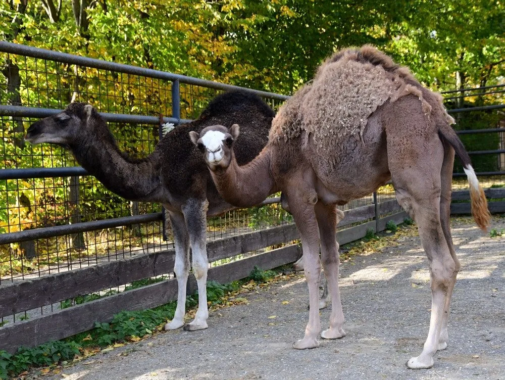 Olomoucká zoo získala pár mláďat velblouda jednohrbého