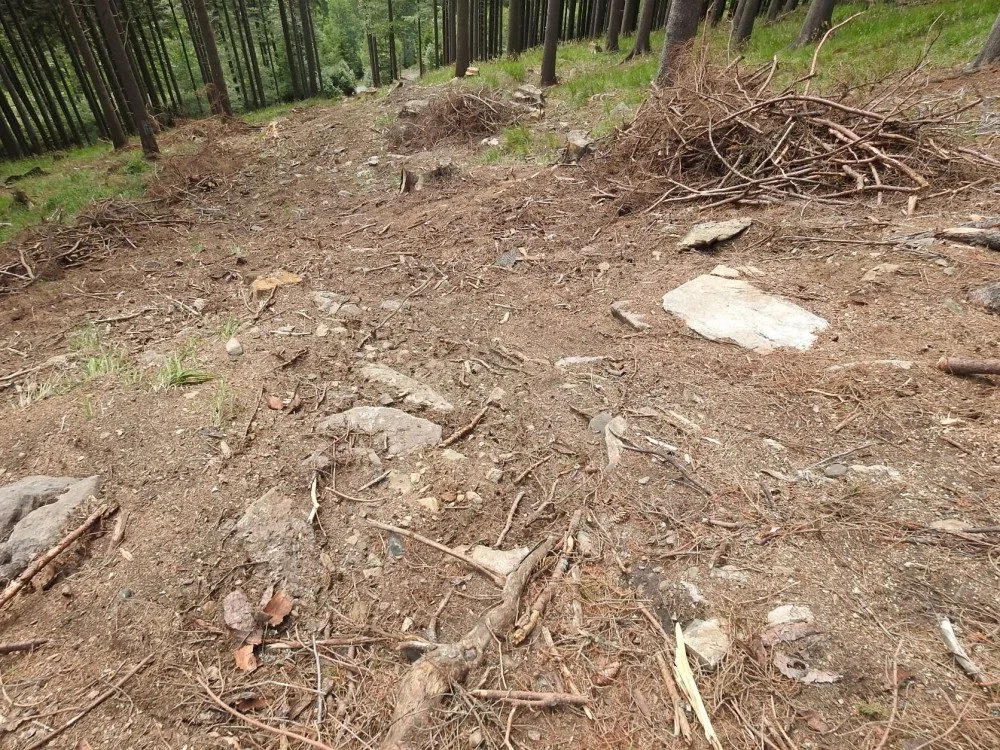Ministerstvo dalo za pravdu ochráncům přírody. V Jeseníkách zrušilo výjimky na těžbu po kůrovci
