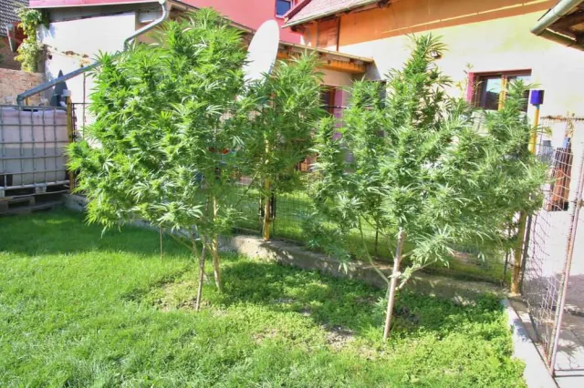 pěstitelka konopí (6)