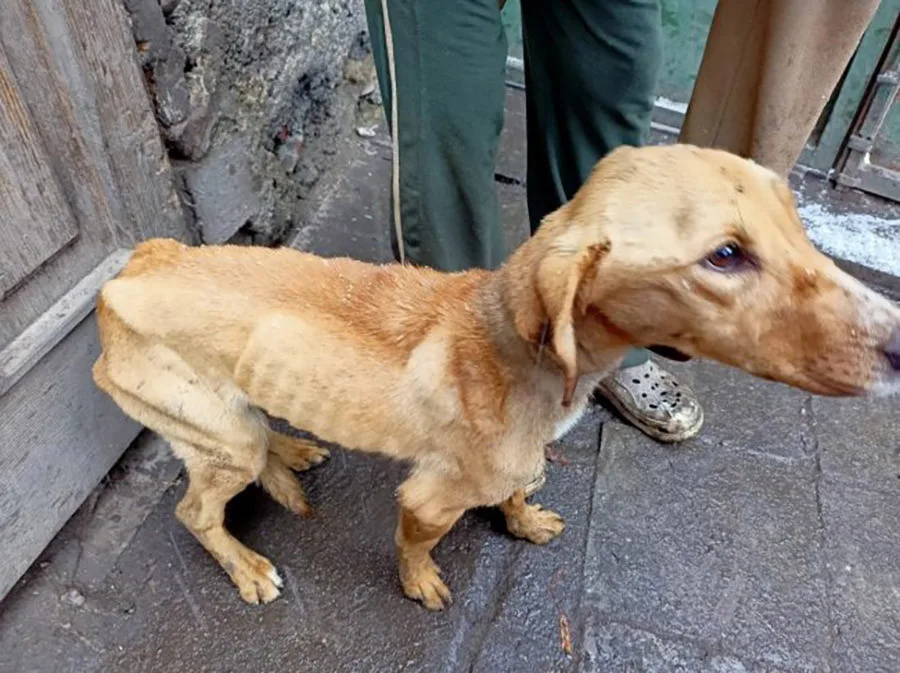Státní veterinární správa vzhledem ke stavu psů rozhodla o jejich odebrání od chovatelky