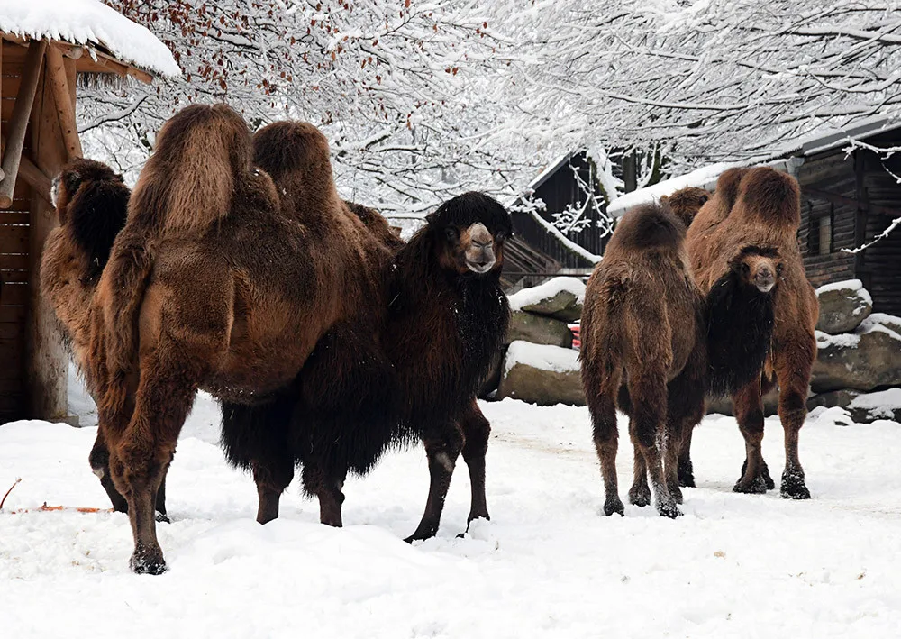 Bílý předvánoční čas v Zoo Olomouc: Na sněhu si lebedí vlci, nepřekvapí už ani žirafy
