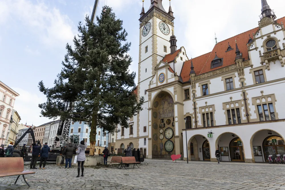 Kácení vánočního stromu na Horním náměstí v Olomouci
