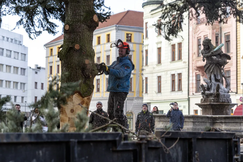 Vánoční strom Hanáček opustil olomoucké náměstí. V řezbářské škole z něj vyrobí nábytek