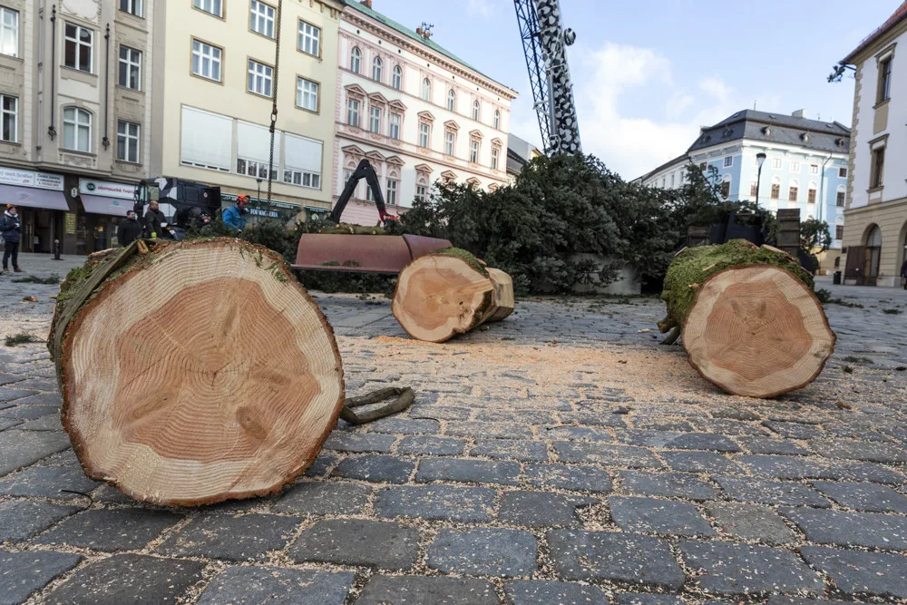 Vánoční strom Hanáček opustil olomoucké náměstí. V řezbářské škole z něj vyrobí nábytek
