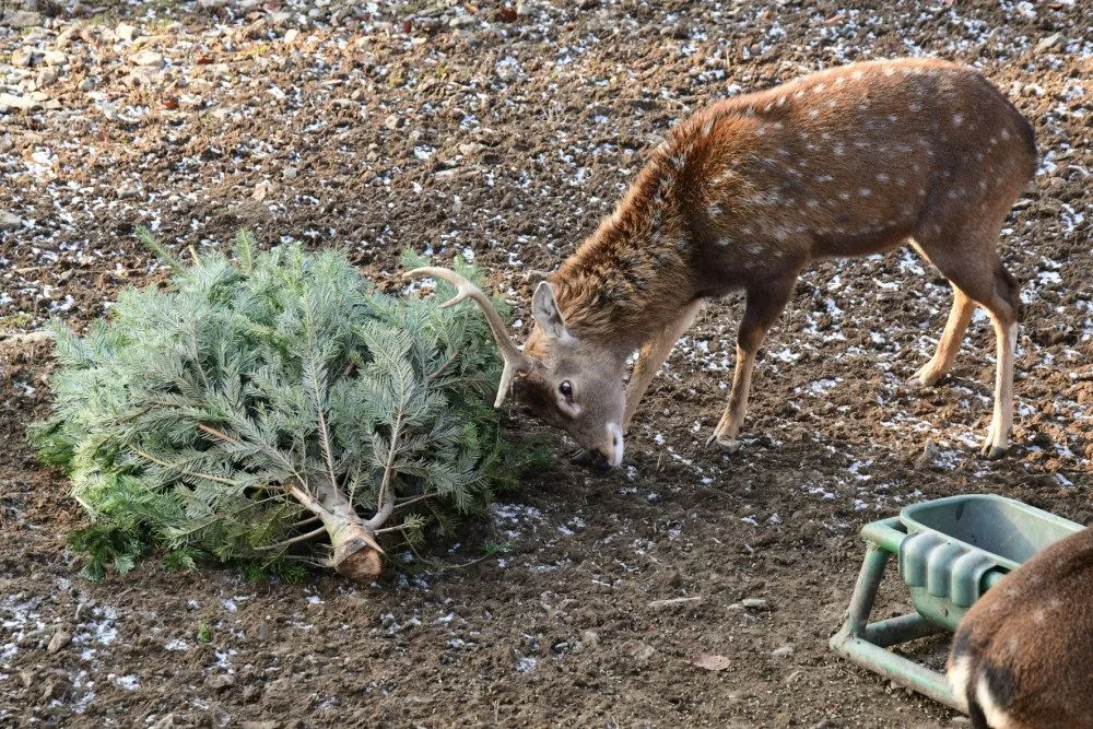 FOTOGALERIE: Zvířatům v zoo Vánoce nekončí. Pochutnávají si na stromcích