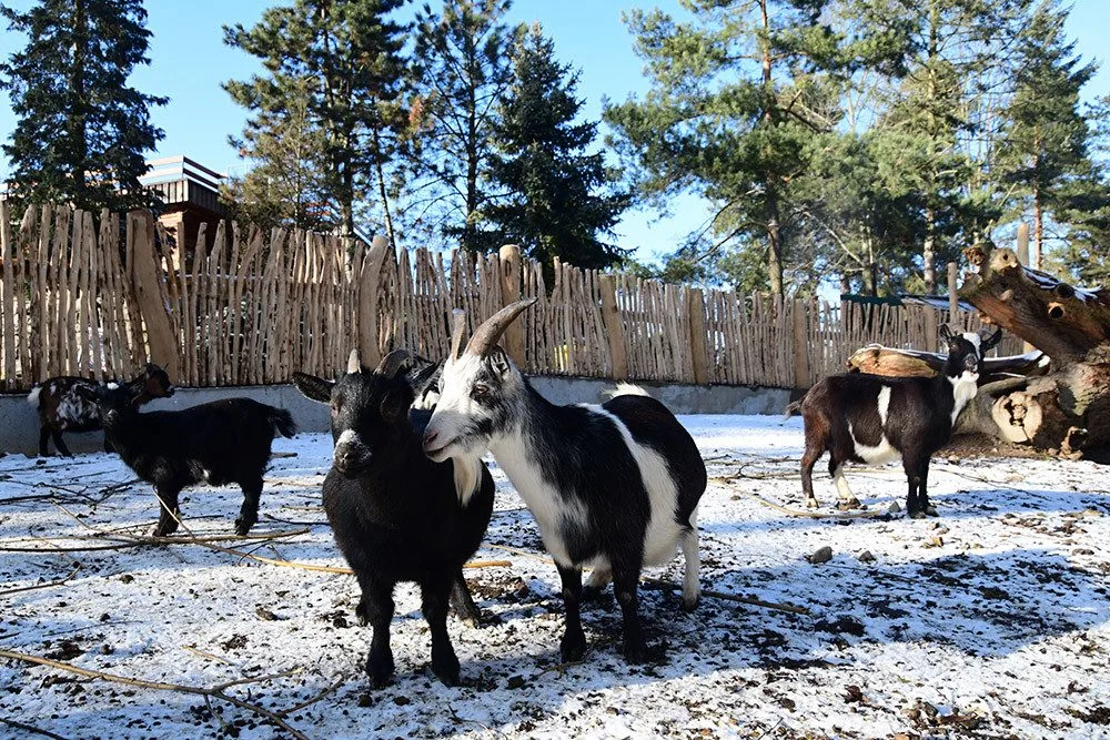 Zakrslé kozy v olomoucké zoo mají zrenovovaný výběh