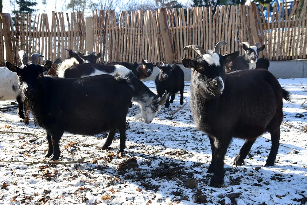 Olomoucká zoo zvelebila jeden z nejoblíbenějších výběhů. Apeluje i na správné chování ke kozám