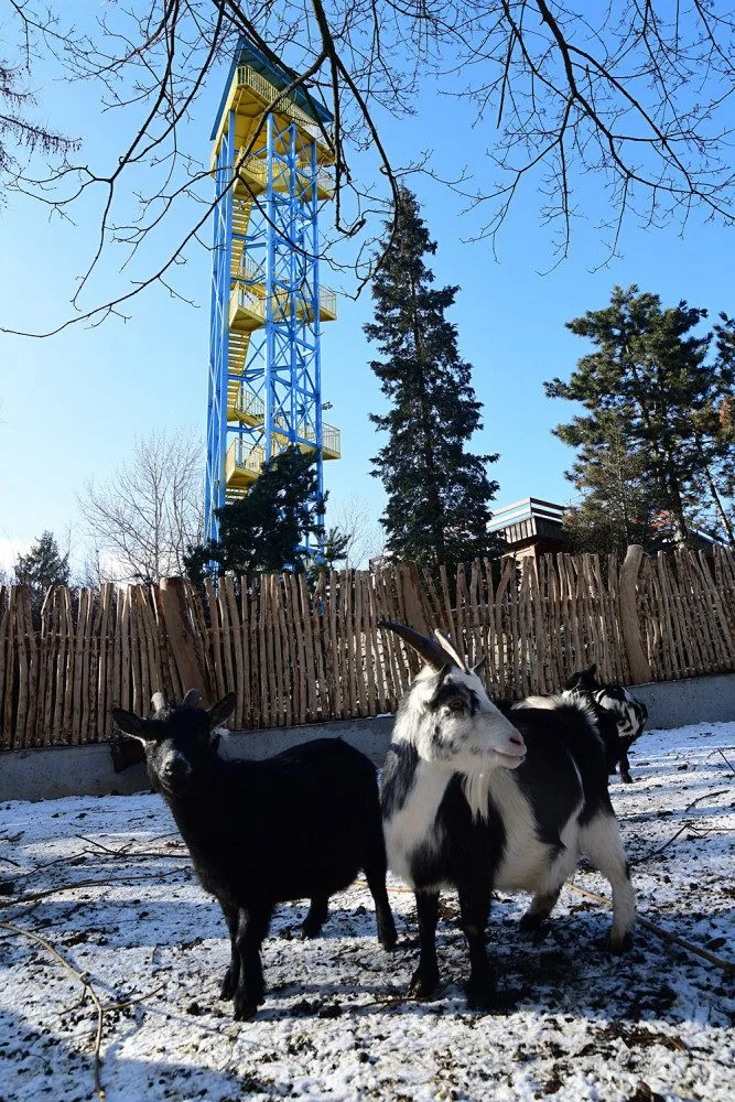 Olomoucká zoo zvelebila jeden z nejoblíbenějších výběhů. Apeluje i na správné chování ke kozám