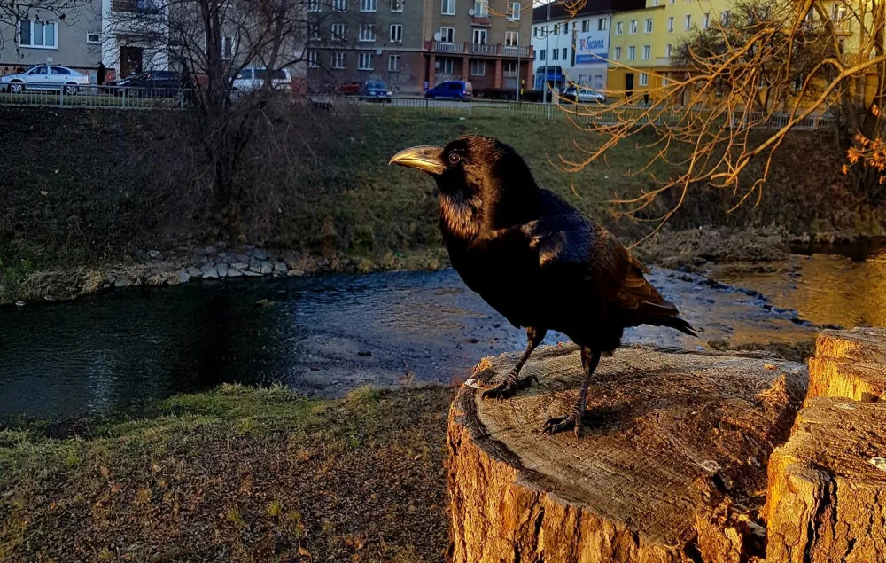 Krotký krkavec se stal v Olomouci celebritou. V parcích lidem ochotně pózuje