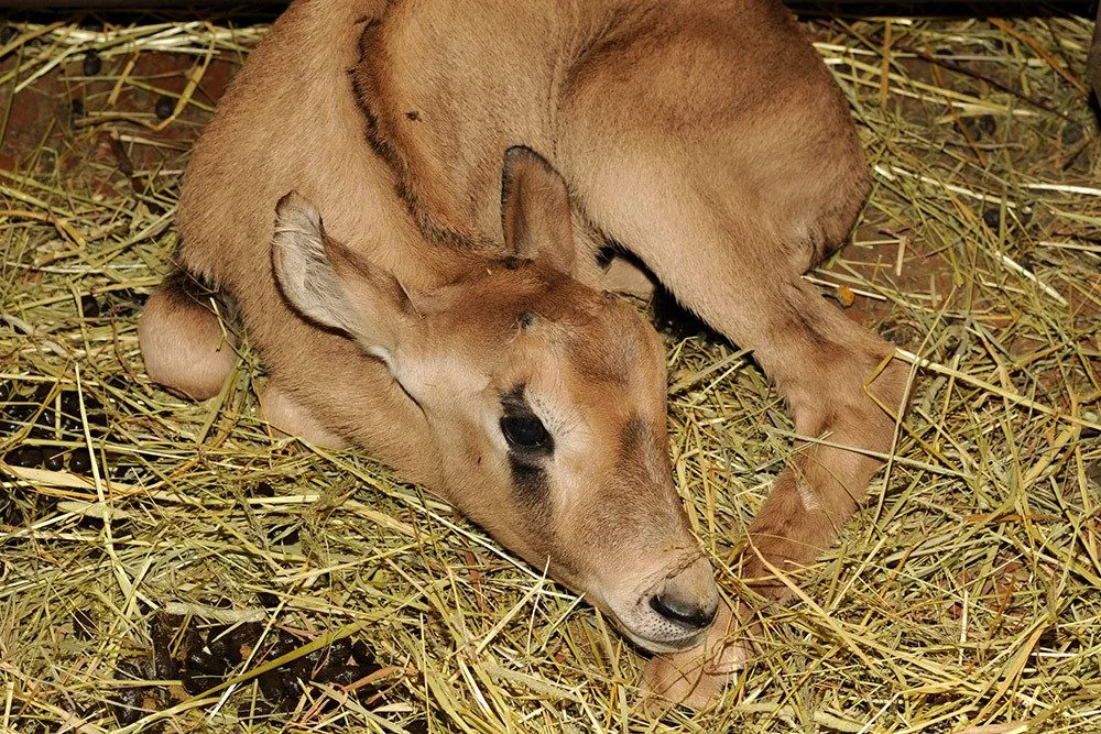 Mládě oryxe jihoafrického v Zoo Olomouc