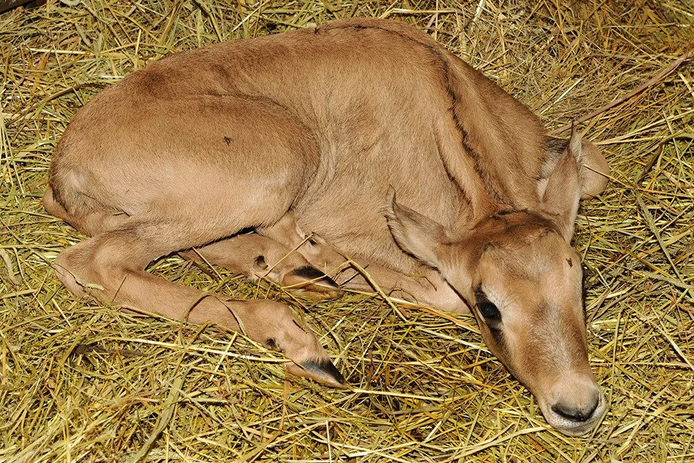 Mládě oryxe jihoafrického v Zoo Olomouc