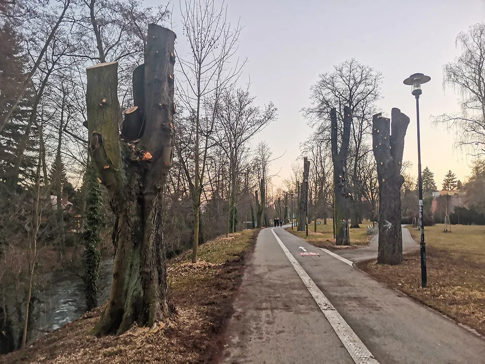 Michalské stromořadí v Bezručových sadech v Olomouci