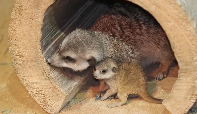 Dárci loni věnovali olomoucké zoo rekordních 7,5 milionu. Na surikaty, vlky i plameňáky