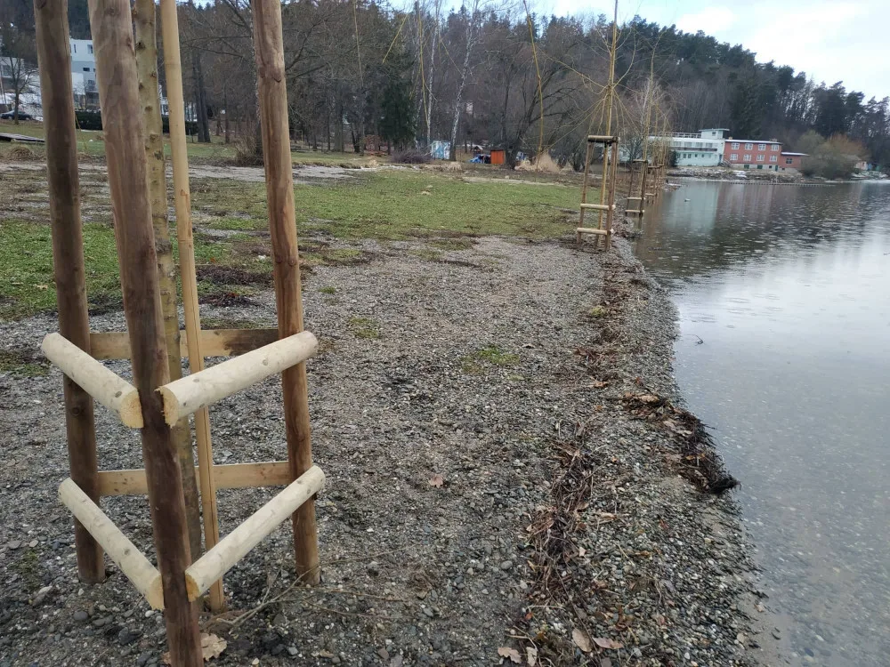 FOTOGALERIE: Na pláž U vrbiček na Plumlovské přehradě se vrátilo stromořadí vrb