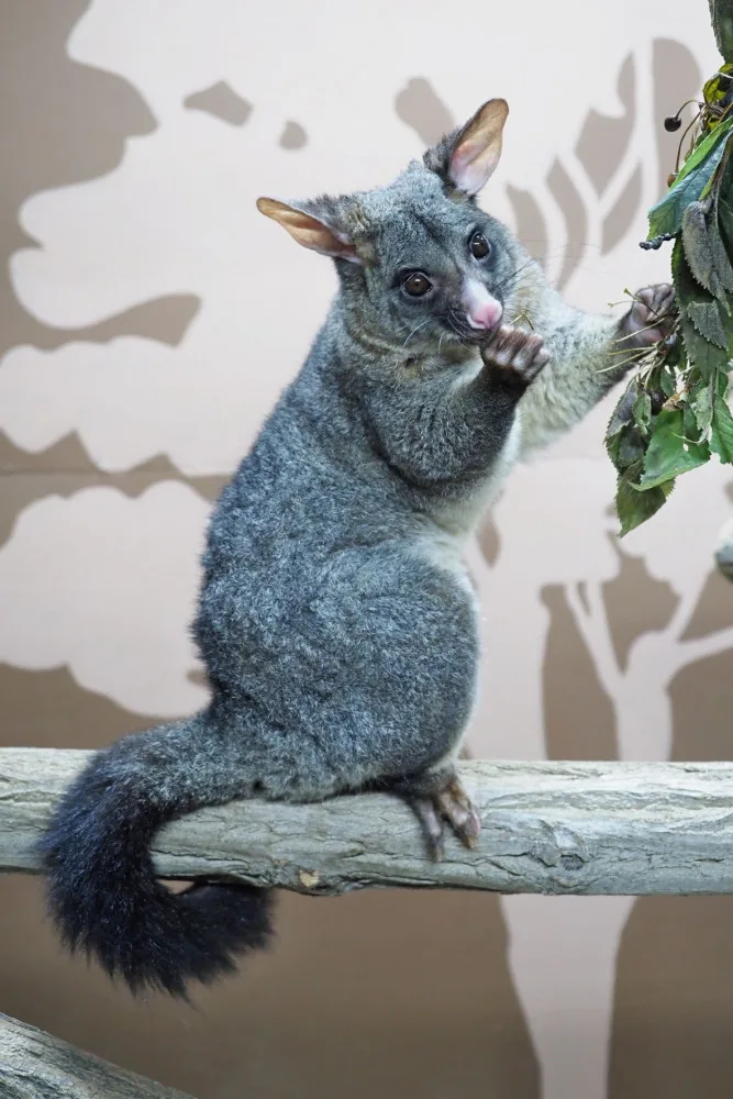 Pavilon netopýru v olomoucké zoo prošel rekonstrukcí. Vrací se do něj kusu liščí