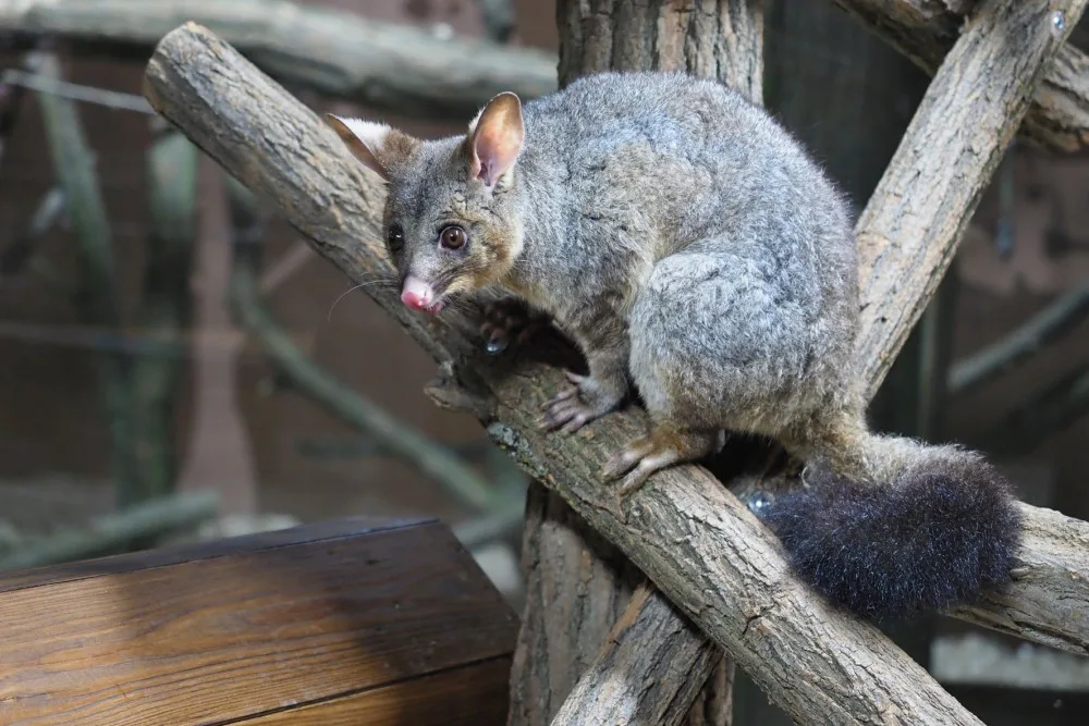 Pavilon netopýru v olomoucké zoo prošel rekonstrukcí. Vrací se do něj kusu liščí