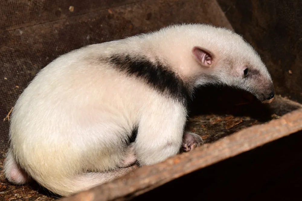 V olomoucké zoo se narodila 2 mláďata mravenečníků. Fotografovi se podařilo zachytit alespoň jedno z nich