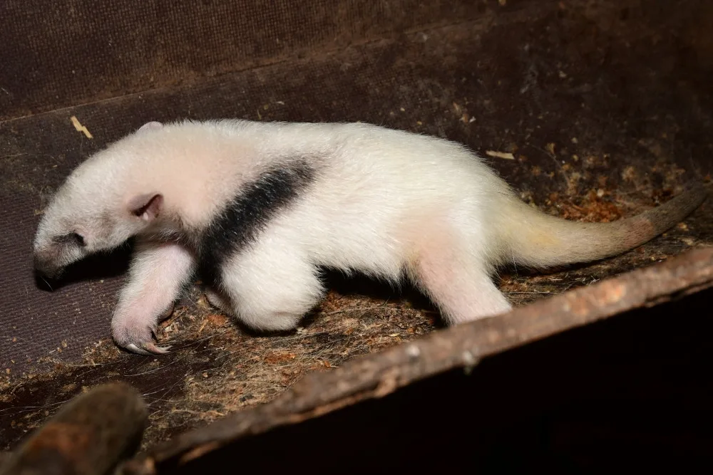 V olomoucké zoo se narodila 2 mláďata mravenečníků. Fotografovi se podařilo zachytit alespoň jedno z nich