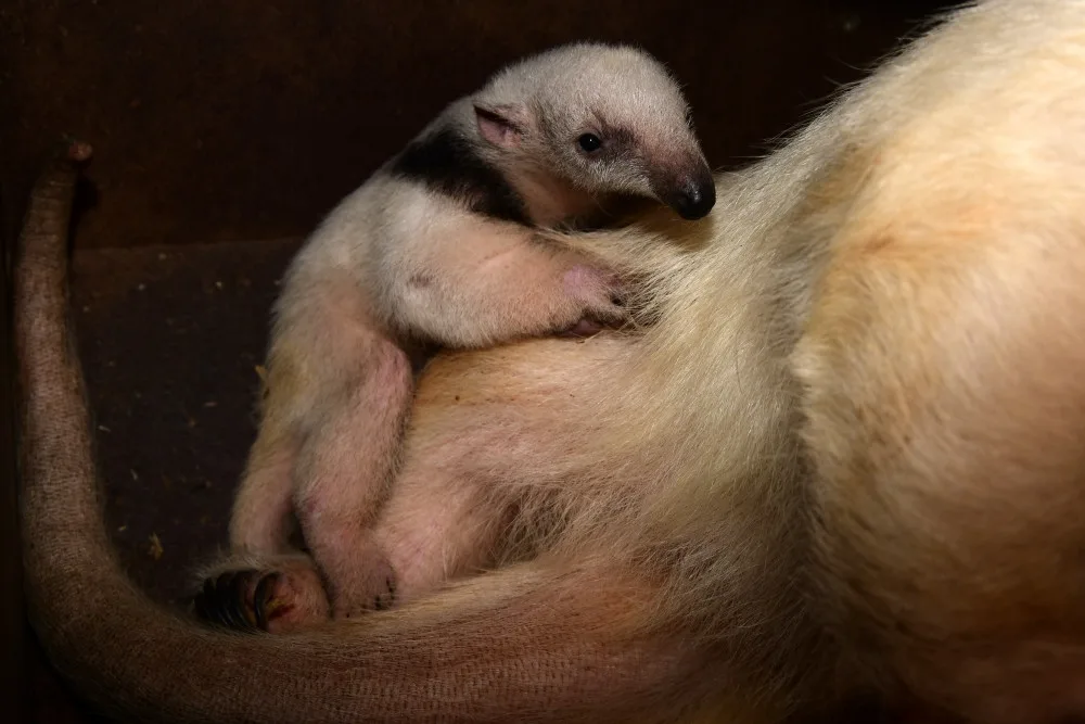 V olomoucké zoo se narodila 2 mláďata mravenečníků. Fotografovi se podařilo zachytit alespoň jedno z nich