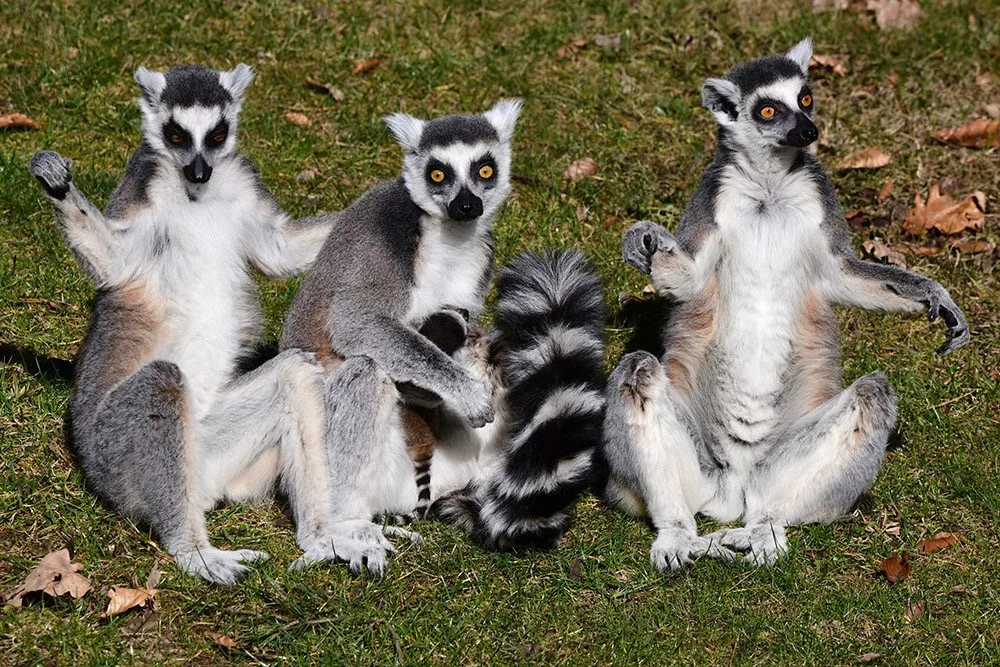 První tři až čtyři týdny života se mládě lemura drží na břiše matky