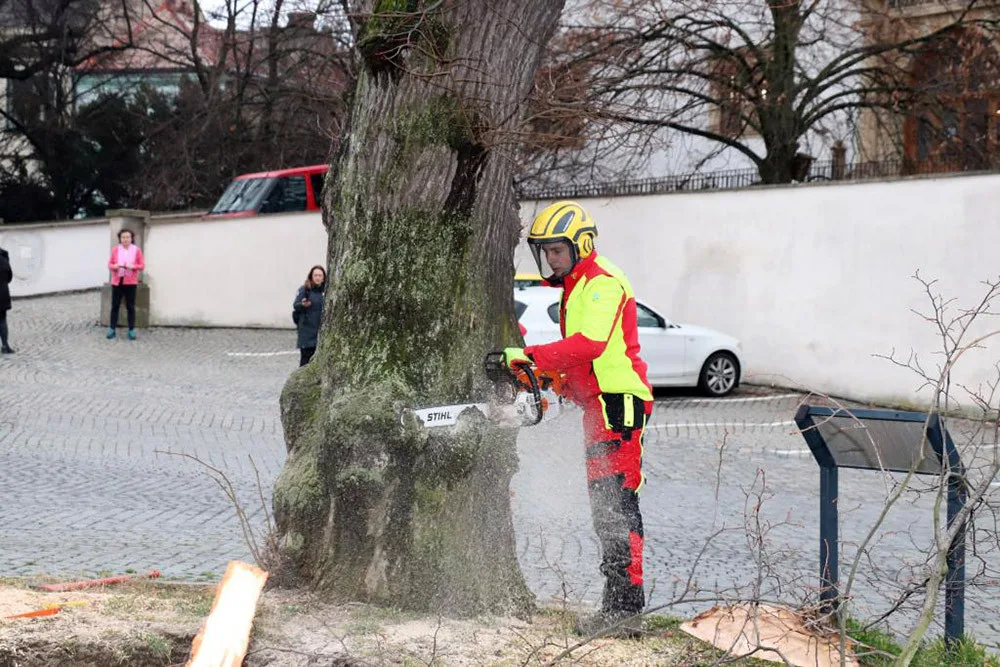 Šest staletých líp na přerovském Horním náměstí pokáceli pracovníci odborné firmy