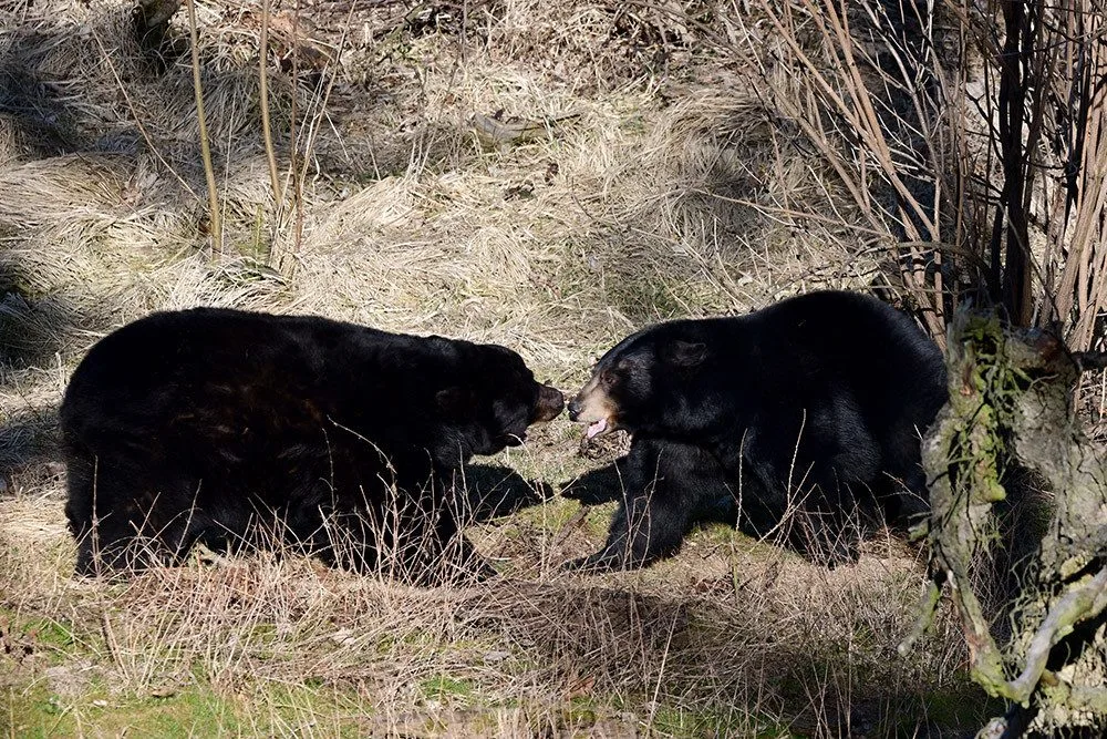 V Zoo Olomouc žije pár medvědů - Mino a Tracy
