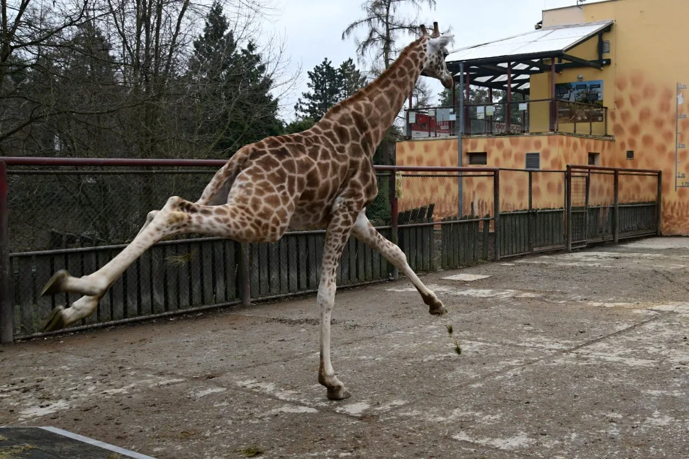Do olomoucké zoo přijel nový žirafí samec. Michal pochází z polské Opole