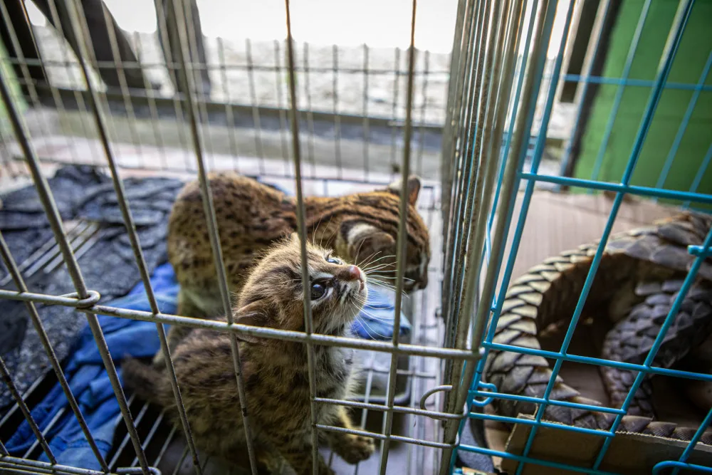 Pašeráka zvířat pomohli dopadnout čeští ochranáři. Zooložka z olomoucké zoo vše zdokumentovala