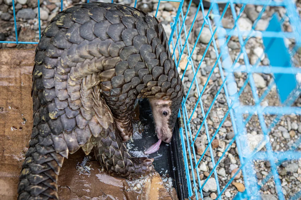 Pašeráka zvířat pomohli dopadnout čeští ochranáři. Zooložka z olomoucké zoo vše zdokumentovala