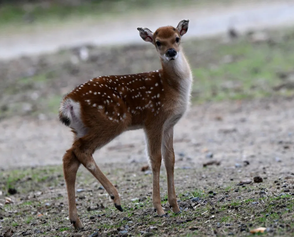Mláďata sika vietnamského se v olomoucké zoo seznamují s výběhem. Ve volné přírodě už nejsou