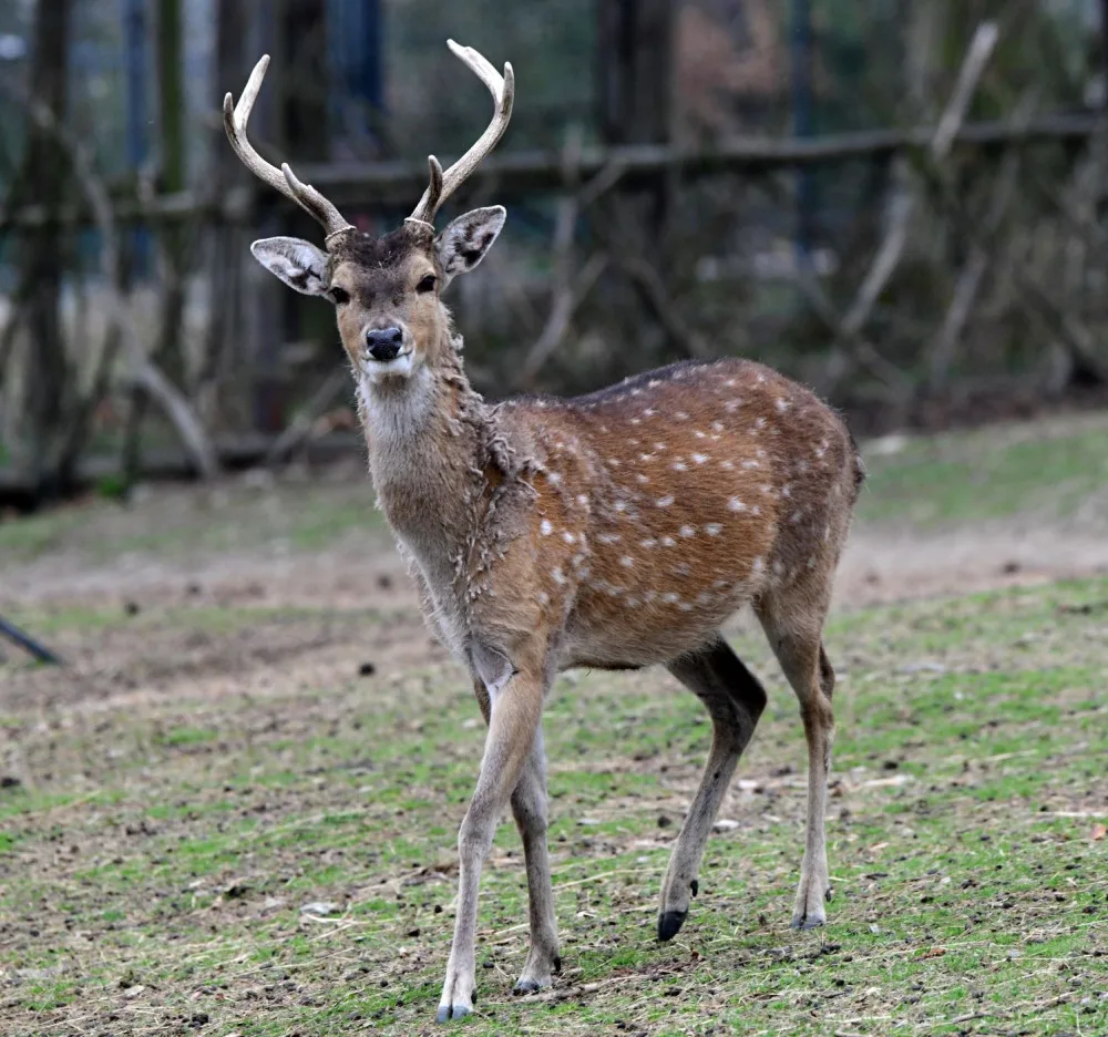 Mláďata sika vietnamského se v olomoucké zoo seznamují s výběhem. Ve volné přírodě už nejsou