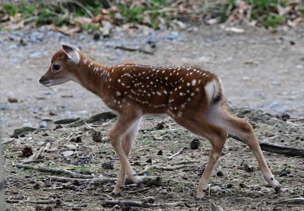Mláďata sika vietnamského se v olomoucké zoo seznamují s výběhem. Ve volné přírodě už nejsou