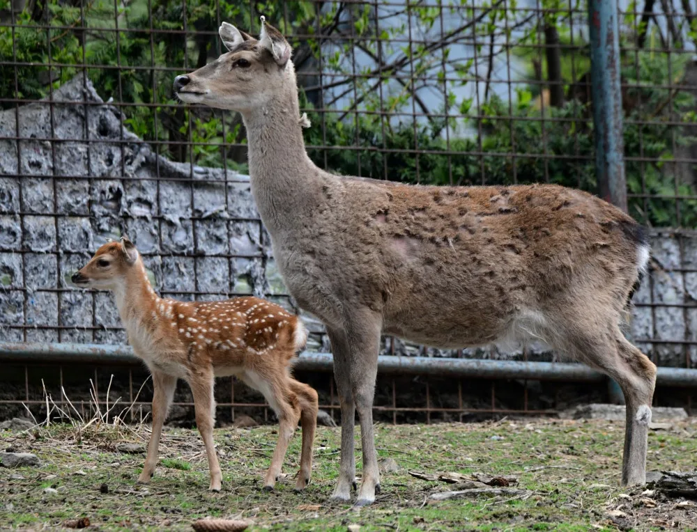Mláďata sika vietnamského se v olomoucké zoo seznamují s výběhem. Ve volné přírodě už nejsou