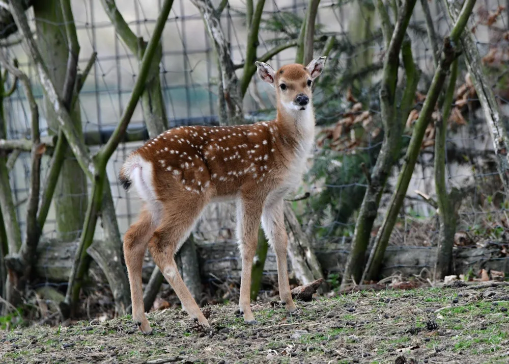 Mláďata sika vietnamského se v olomoucké zoo seznamují s výběhem. Ve volné přírodě už nejsou