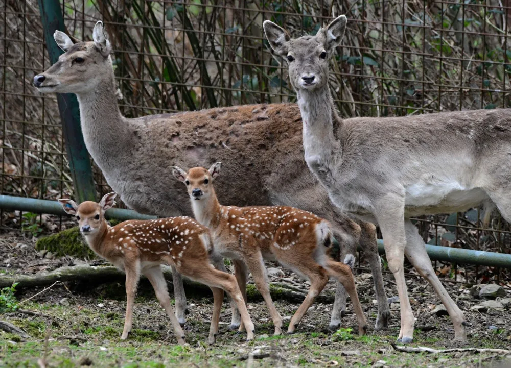 Mláďata sika vietnamského se v olomoucké zoo seznamují s výběhem. Ve volné přírodě už nejsou