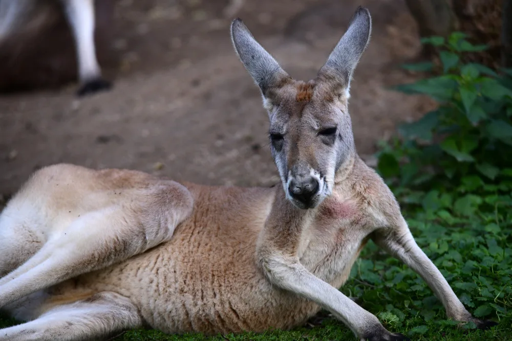 Olomoucká zoo má nejpočetnější stádo klokanů rudých v republice. Výběh je průchozí