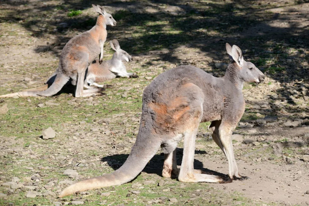 Olomoucká zoo má nejpočetnější stádo klokanů rudých v republice. Výběh je průchozí