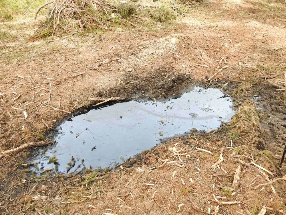 Těžaři zničily v přísně chráněných oblastech Jeseníků mladé stromky. V ropných klužích nepřežila vajíčka žab