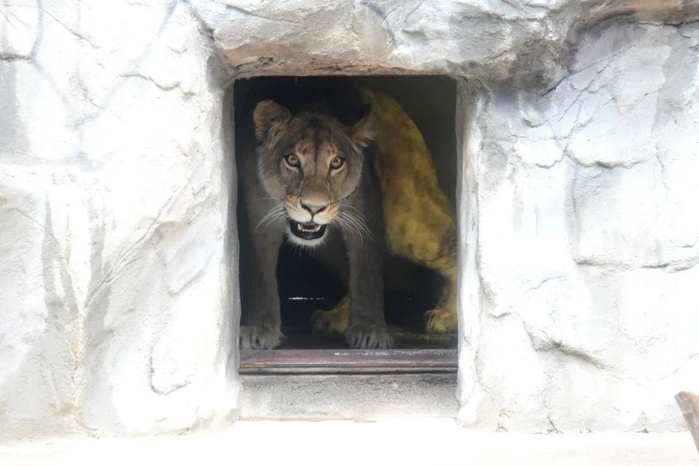Lvice poznává nové prostředí v olomoucké zoologické zahradě