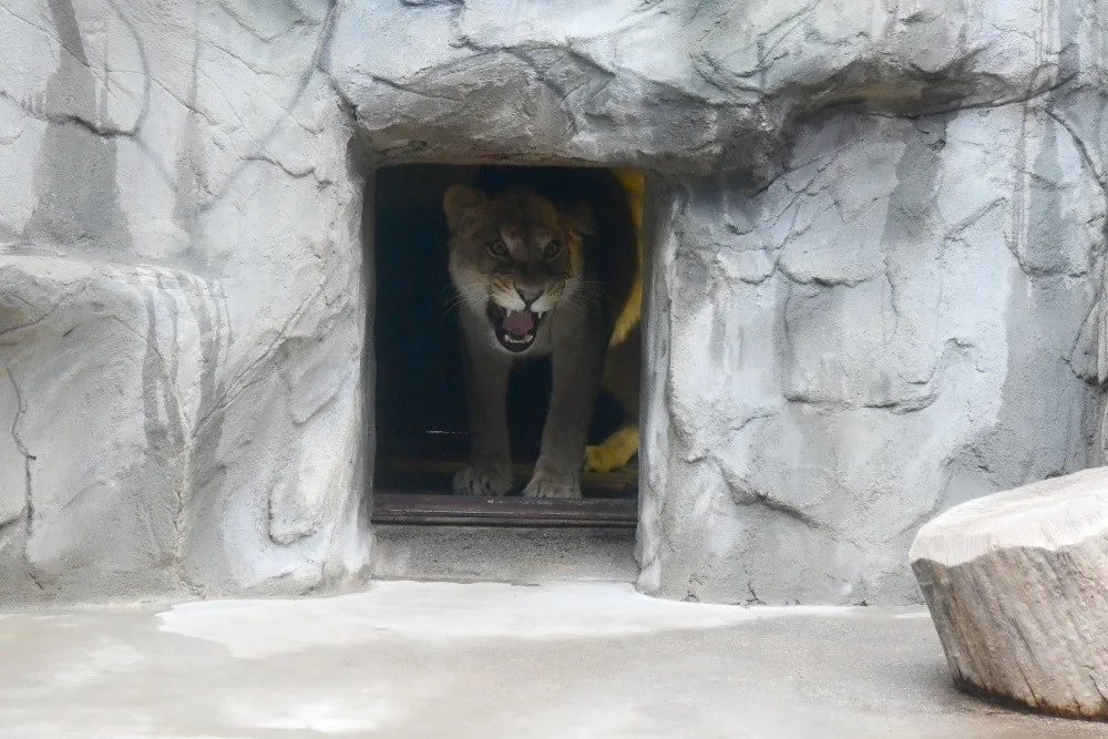 Na Svatý Kopeček dorazila vzácná lvice ze Švýcarska. Zoo doufá v rozšíření veleúspěšného chovu