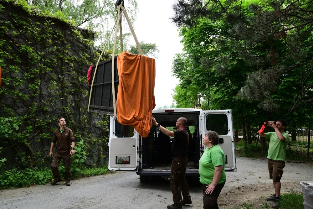 Na Svatý Kopeček dorazila vzácná lvice ze Švýcarska. Zoo doufá v rozšíření veleúspěšného chovu