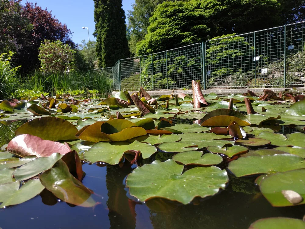 FOTOGALERIE: Botanická zahrada v Prostějově je kvetoucí oázou klidu. Má i lavičku zamilovaných
